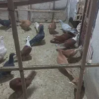 کبوتر سرخ و زرد کرمان|پرنده|مشهد, شهرک امام هادی (شهرک غرب)|دیوار