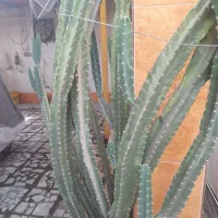 کاکتوس چهار پر