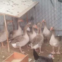 مرغ وخروس محلی عربی غازواردک روسی وخضیری