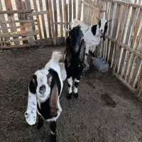 فروش بزپاکستانی چهار قلو زا|حیوانات مزرعه|سیمین شهر, |دیوار