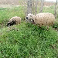 فروش دو عدد میش چاق قصر