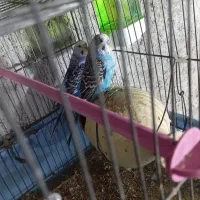 معاوضه مرغ عشق و کبوتر با مرغ