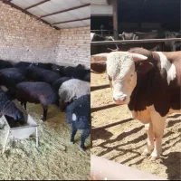 خرید و فروش دام سبک و سنگین|حیوانات مزرعه|قزوین, |دیوار