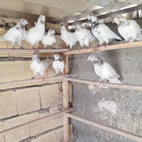 کبوتر پرشی یه سو کله ای مهر شده
