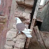 کبوتر پشتی نر پرشی