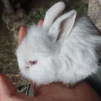 بچه خرگوش
