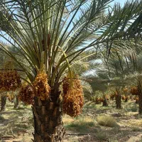 خرمای زاهدی