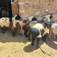 یک عدد میش بابره نر بزرگ