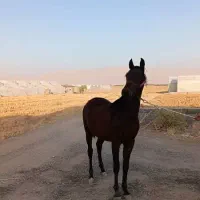 کره اسب نریان