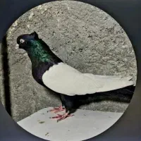 گم شده|حیوانات|رفسنجان, |دیوار