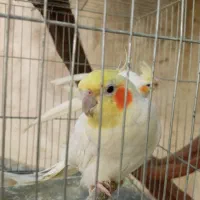 جفت عروس هلندی با یه جوجه دونیم ماهه