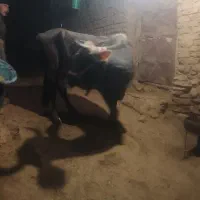 گاو بورک با خرج ضعیف ۸ خرج خوب ۱۲ کیلو شیر