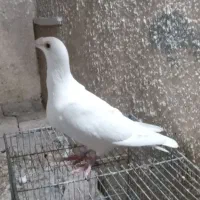 هومر سفید کله اسبی  نر و ماده بالغ مست