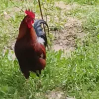 خروس محلی زیبا