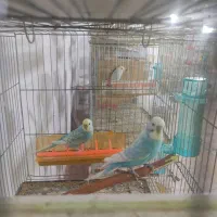 مرغ عشق اسپانگل رینبو با تخم