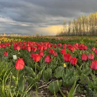 پیاز لاله با کیفیت عالی|خدمات باغبانی و درختکاری|تهران, ترمینال غرب|دیوار