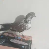 کبوتر|پرنده|مسجد سلیمان, |دیوار