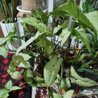 گلهای خونگی مقاوم (باشت)|گل و گیاه طبیعی|دوگنبدان, |دیوار