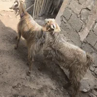 بز پازن و مادرش