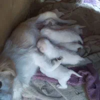 واگذاری توله سگ اشپیتز|سگ|داران, |دیوار