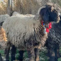 بره میش قوچ