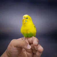 طوطی عروس کوتوله ملنگو گرینچیک(میدان درب عطا)|پرنده|کاشان, سیفی آباد|دیوار