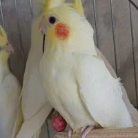 عروس هلندی /بالغ /جوجه/سخنگو/مولد باجوجه|پرنده|محمدشهر, محمدشهر|دیوار