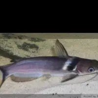 ماهی آکواریوم گوشت خوار|ماهی|زابل, |دیوار