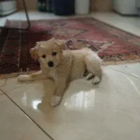 سگ پودل کراس