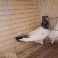 فروش کفتر.خوب.بشرط.بالای۷ساعت