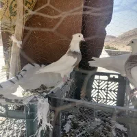 طوق سرکه ای|پرنده|دهدشت, |دیوار