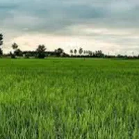 فروش ۱۴۰۰ متر شالیزار عینک|فروش زمین و ملک کلنگی|رشت, عینک|دیوار