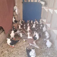 کفتر رنگی هوایی|پرنده|ملکآباد, |دیوار