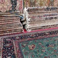 تبریز‌کاشان‌اردکان‌قم‌نایین فروش‌خریدار‌‌یم‌مشاوره