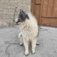 سگ سامویید|سگ|اصفهان, کوی امیریه|دیوار