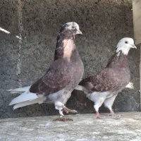 کبوتر پرشی