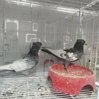 خرید ،فروش انواع نژاد کبوتر|پرنده|دوگنبدان, |دیوار