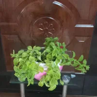 گل طبیعی