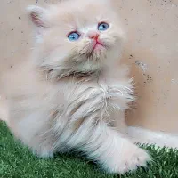 گربه های پرشین عروسکی