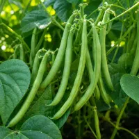 لوبیا سبز میشخاص