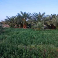فروش باغ با حدود ۱۰۰ درخت نخل،ریگان|فروش زمین و ملک کلنگی|بم, |دیوار