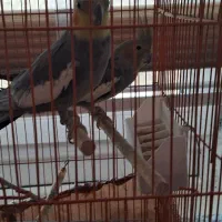 دو عدد عروس هلندی