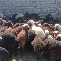 میش زاییده شیره دار