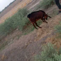 نری چاق|حیوانات مزرعه|عنبرآباد, |دیوار