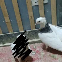 کفتر طوقی|پرنده|سبزوار, ابارش|دیوار