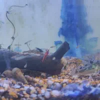 گالری آکواریوم مومنی ردتیل|ماهی|نیشابور, امام|دیوار