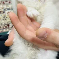 گربه|گربه|محمدشهر, محمدشهر|دیوار