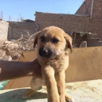 پنج عدد اشپیتز نر و ماده|سگ|کرمان, |دیوار