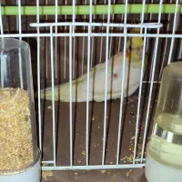 عروس هلندی سه ماه