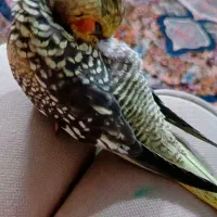 عروس هلندی گم شده تو محدوده بعثت